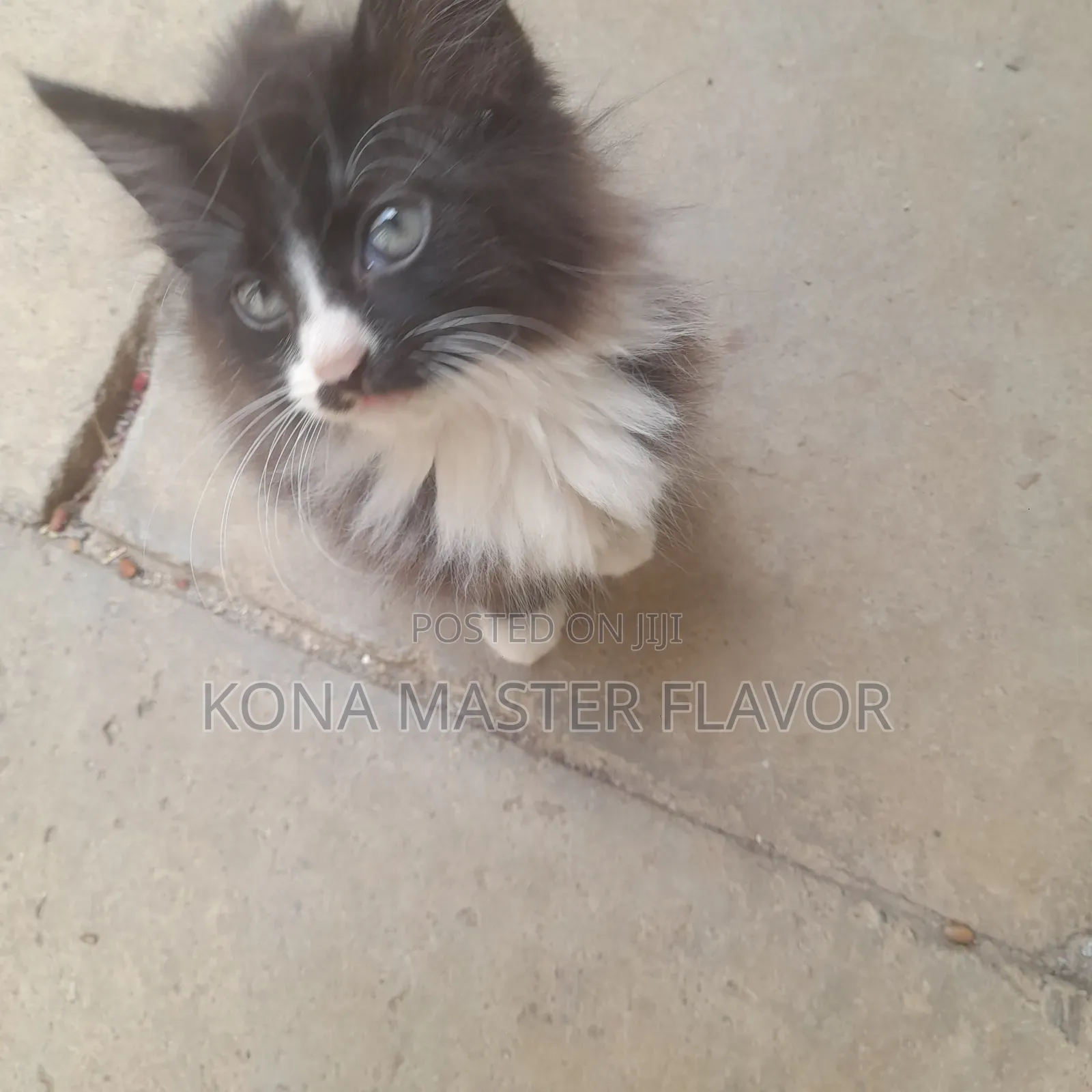 1-3 months Female Purebred Persian