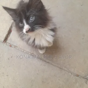 1-3 months Female Purebred Persian