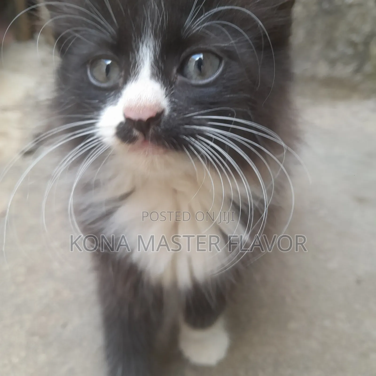 1-3 months Female Purebred Persian