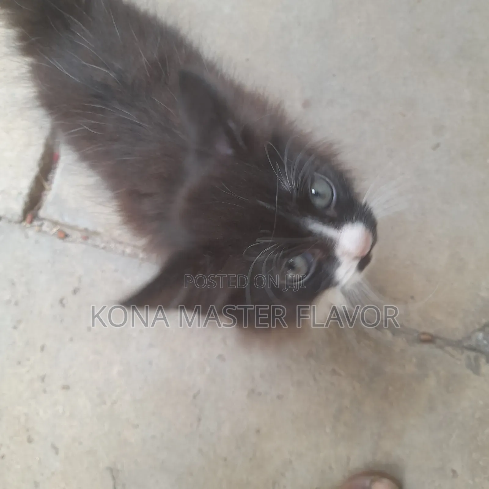 1-3 months Female Purebred Persian