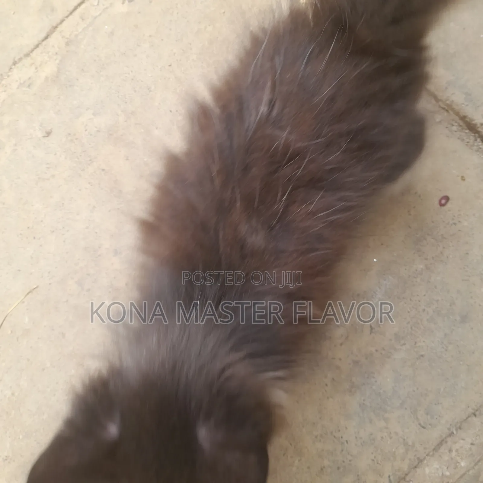 1-3 months Female Purebred Persian