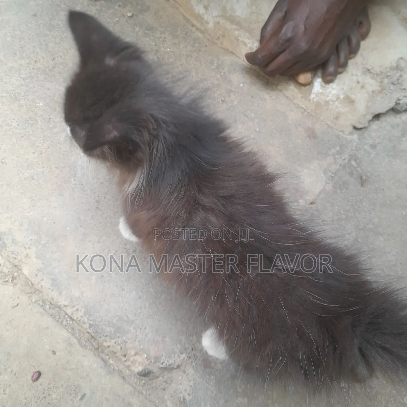 1-3 months Female Purebred Persian