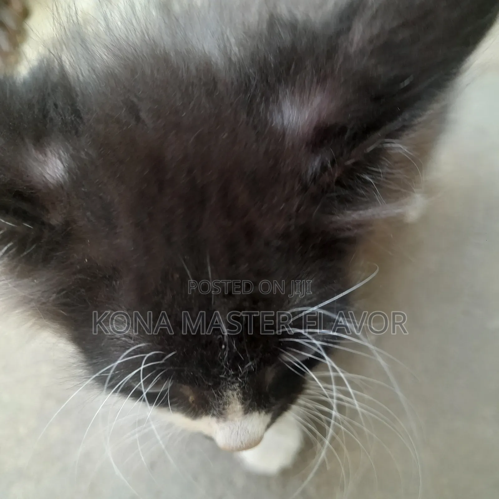 1-3 months Female Purebred Persian