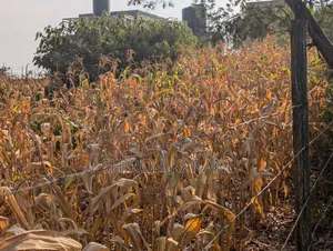 Prime 1/4 Acre Plot for Sale in Karai, Kiambu – Ready for Development