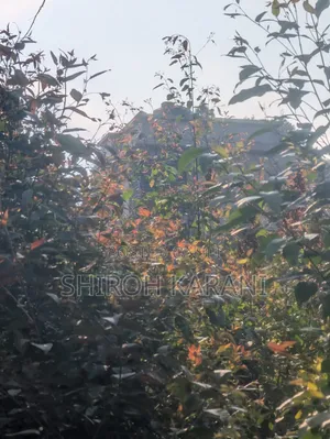 Prime 1/4 Acre Plot for Sale in Karai, Kiambu – Ready for Development