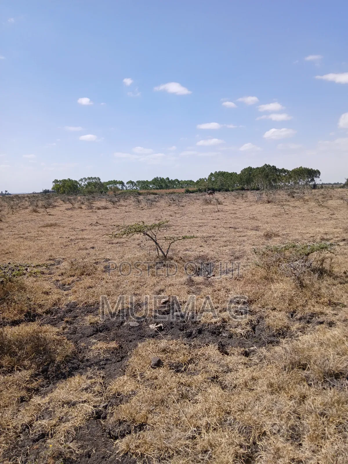 Freehold Land 50*100 1/8 Ha