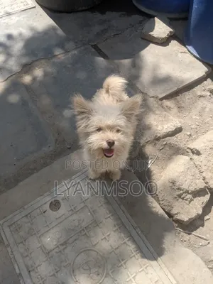 3-6 months Female Mixed Breed Maltese