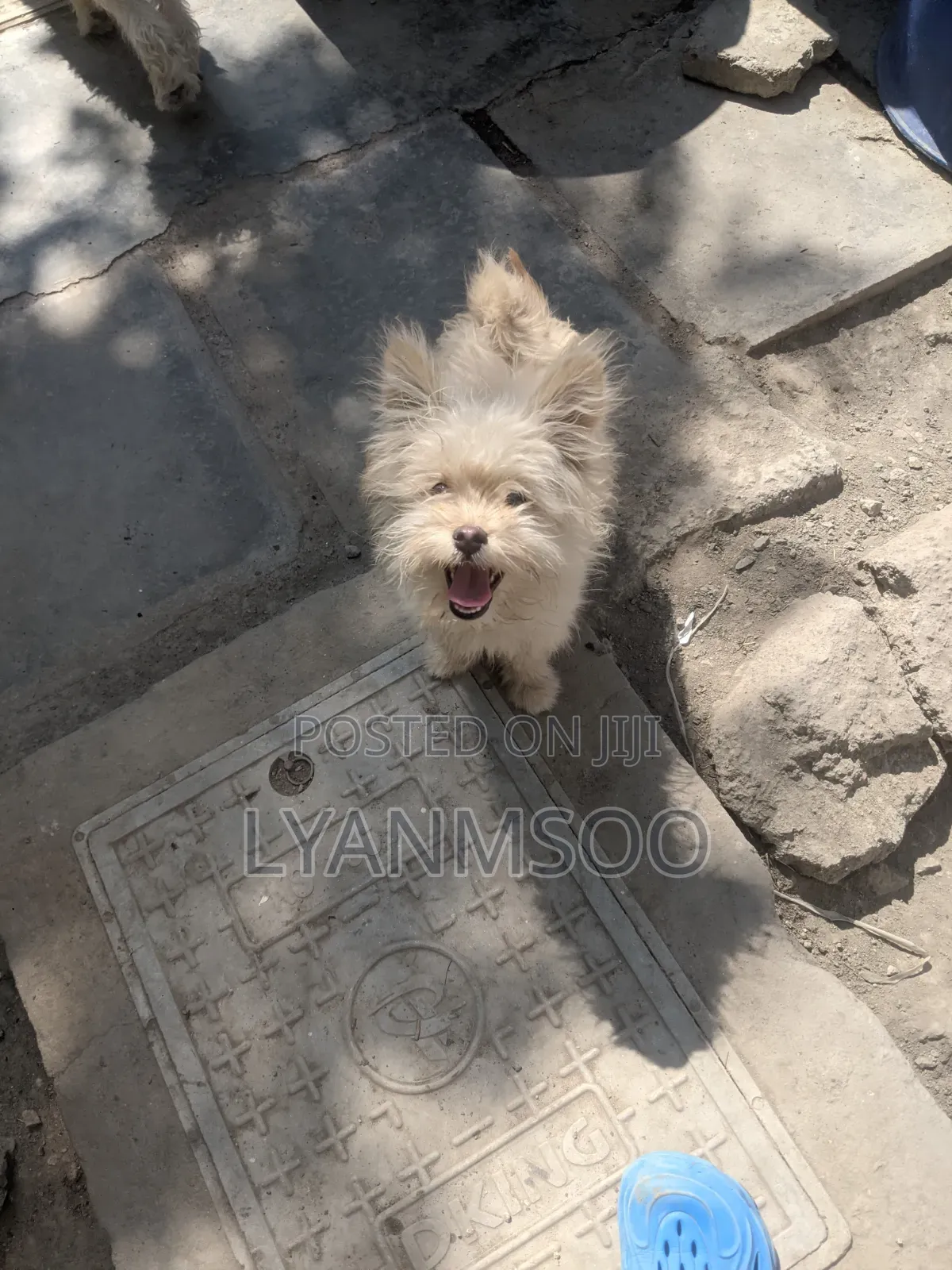 3-6 months Female Mixed Breed Maltese