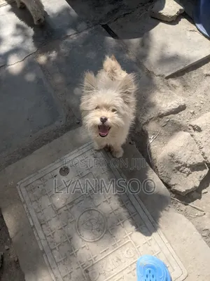 3-6 months Female Mixed Breed Maltese