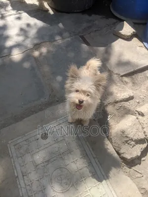 3-6 months Female Mixed Breed Maltese