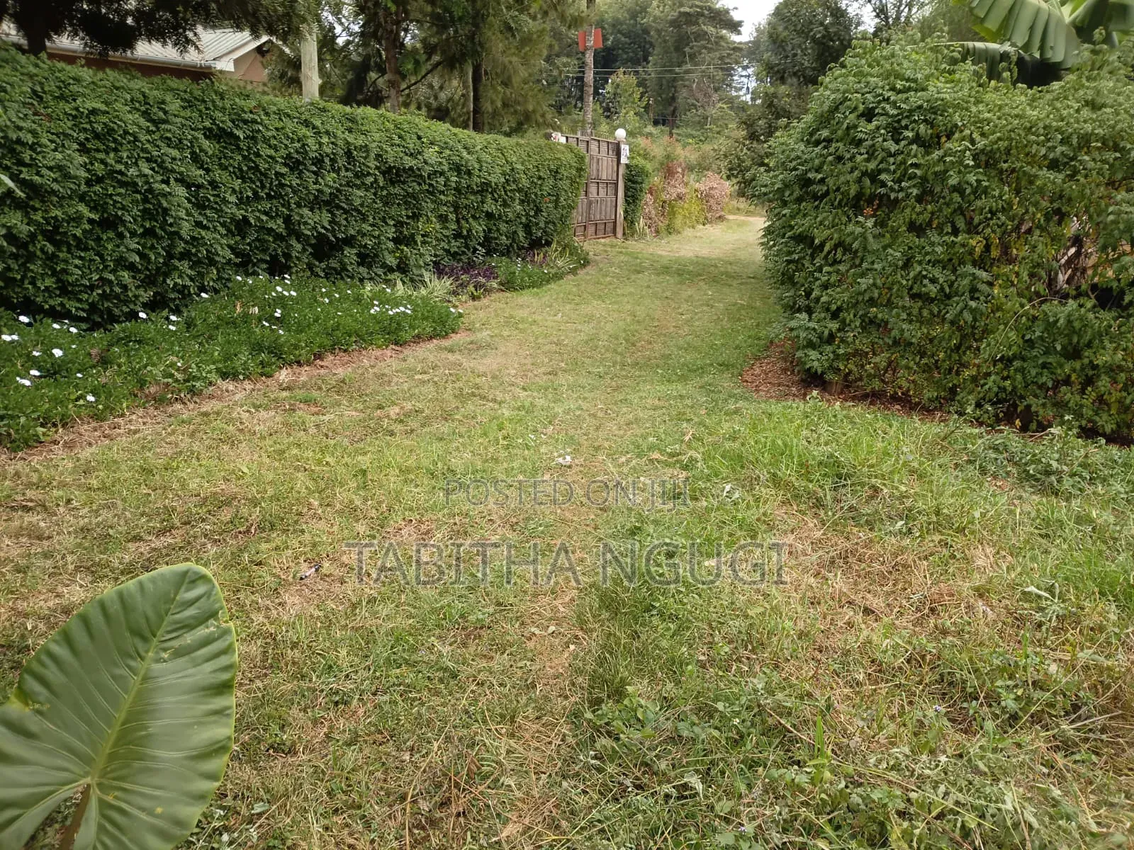 50x100 Kikuyu-Ondiri