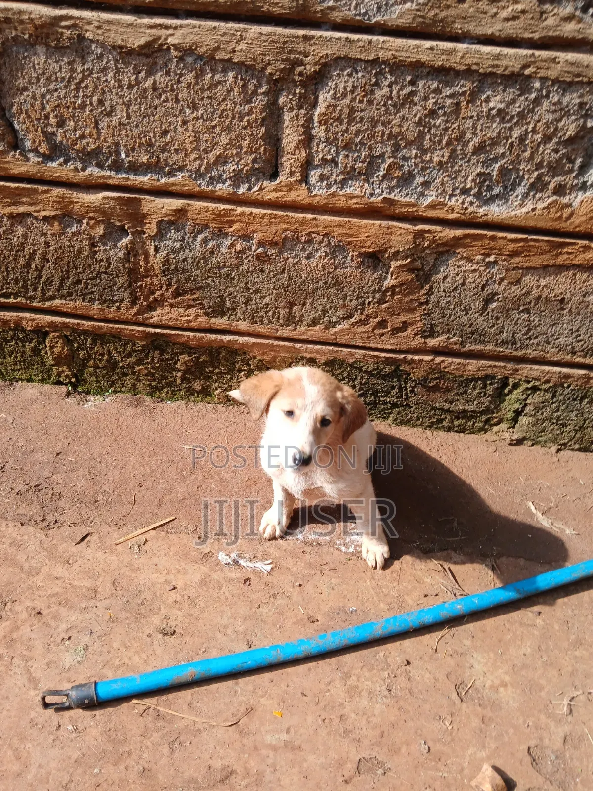 1-3 months Female Mixed Breed Mongrel (No Breed)