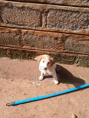 1-3 months Female Mixed Breed Mongrel (No Breed)