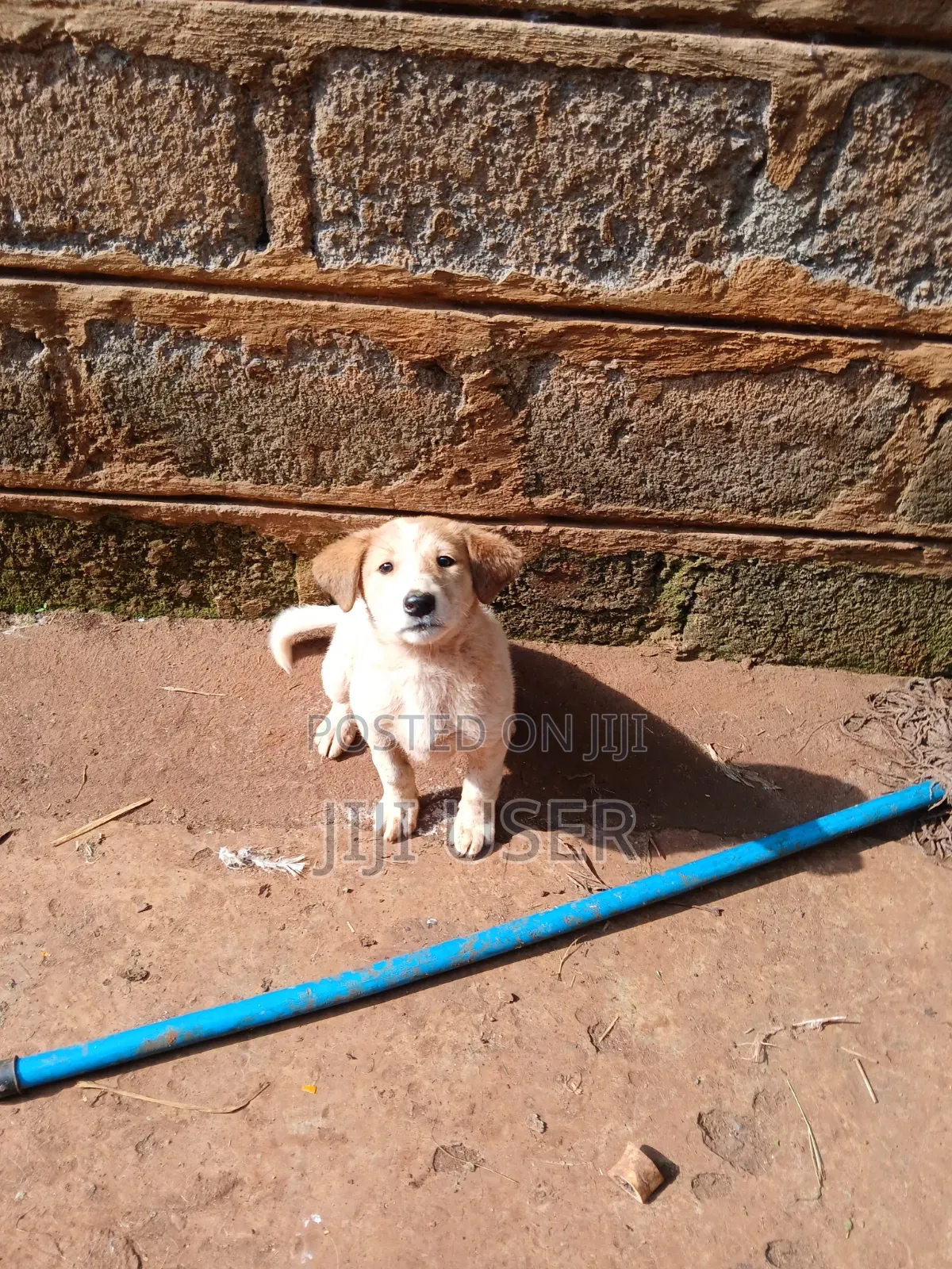 1-3 months Female Mixed Breed Mongrel (No Breed)
