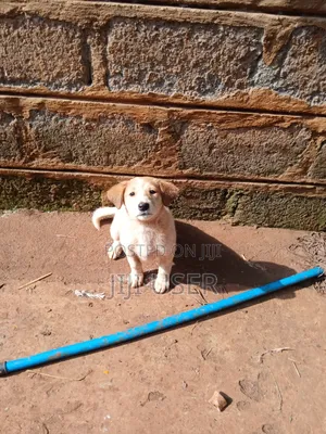 1-3 months Female Mixed Breed Mongrel (No Breed)