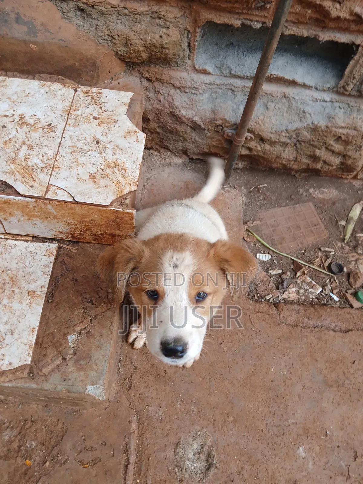 1-3 months Female Mixed Breed Mongrel (No Breed)