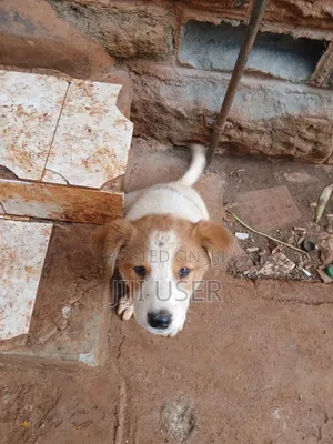 1-3 months Female Mixed Breed Mongrel (No Breed)