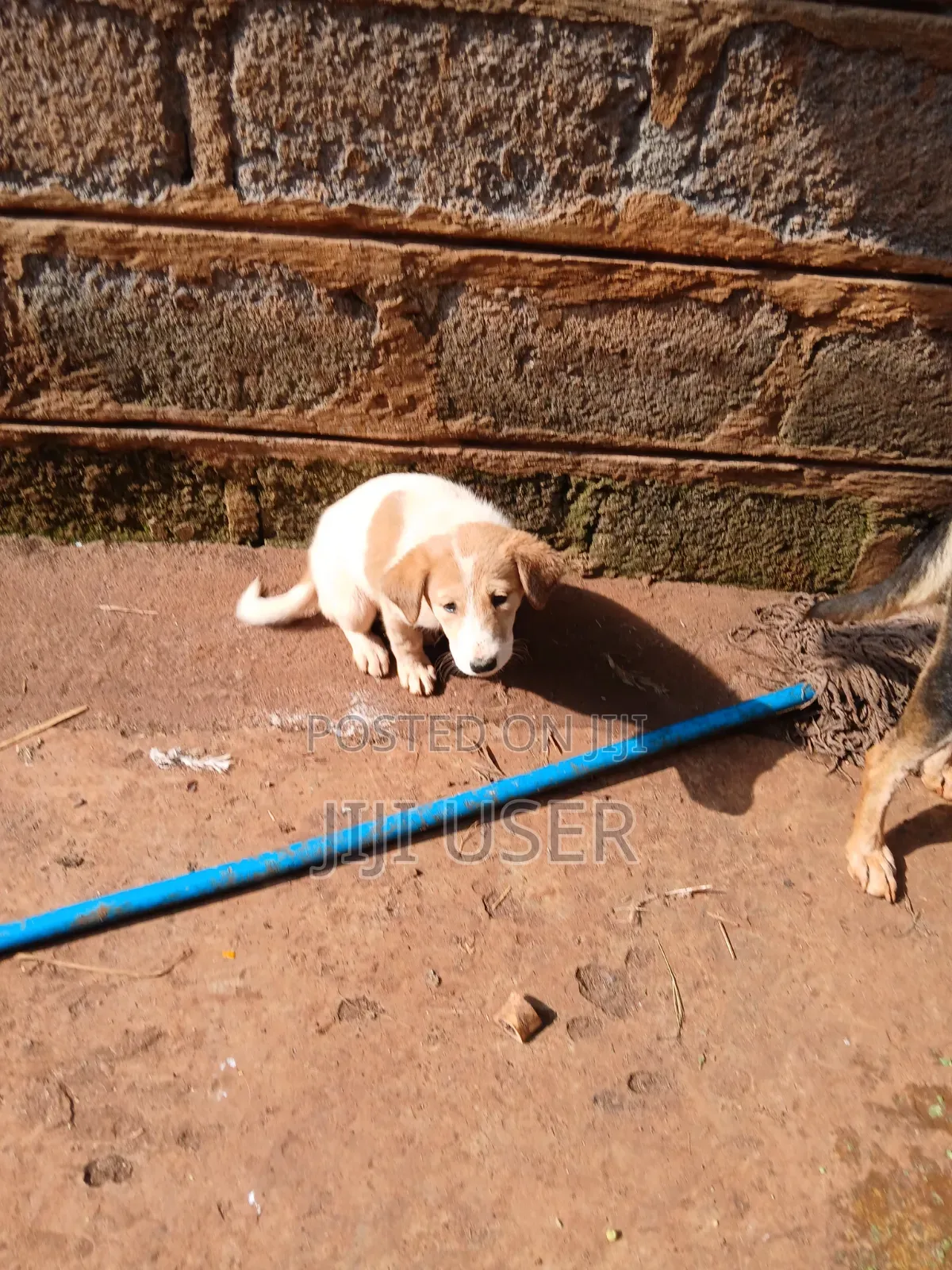 1-3 months Female Mixed Breed Mongrel (No Breed)