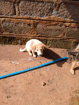 1-3 months Female Mixed Breed Mongrel (No Breed)