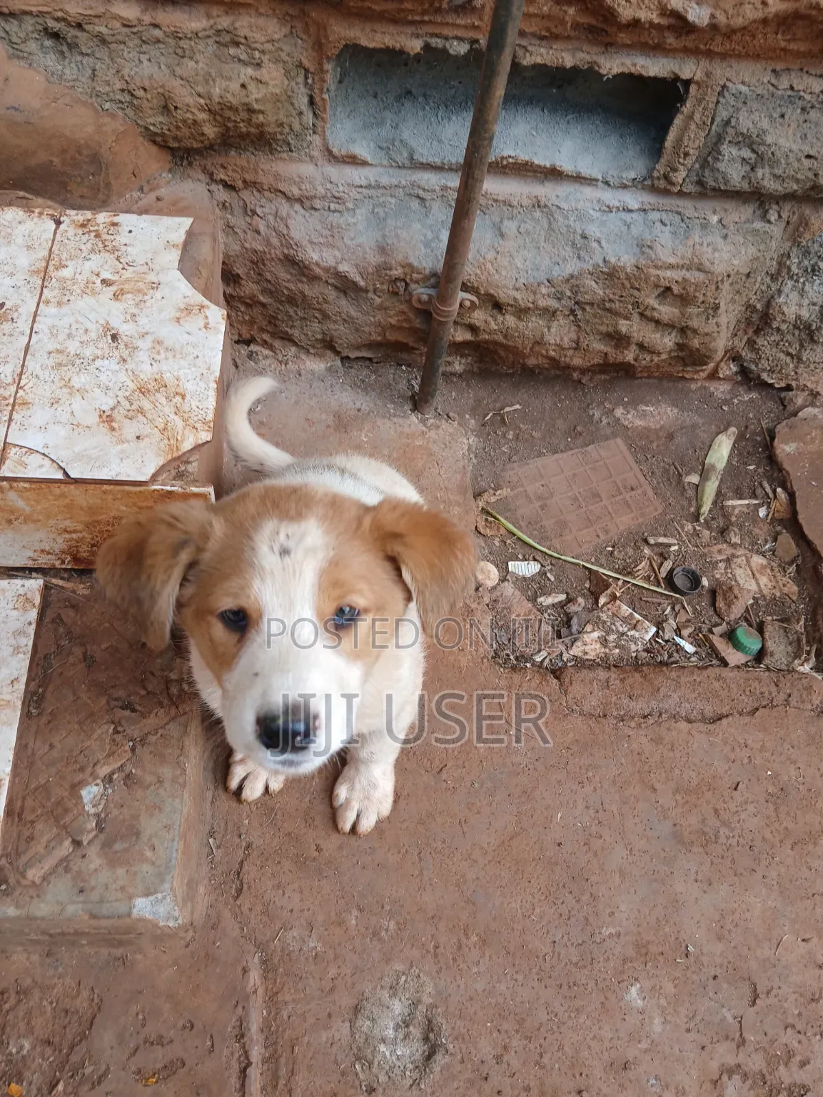 1-3 months Female Mixed Breed Mongrel (No Breed)
