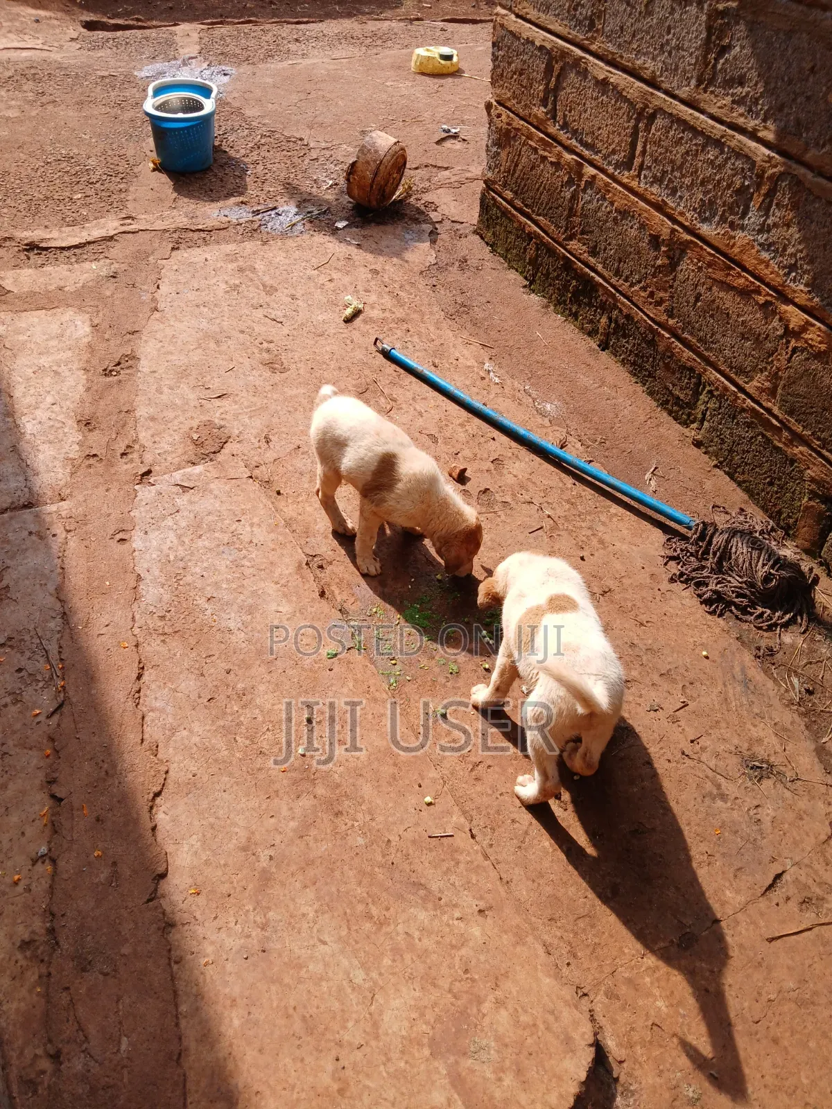 1-3 months Female Mixed Breed Mongrel (No Breed)