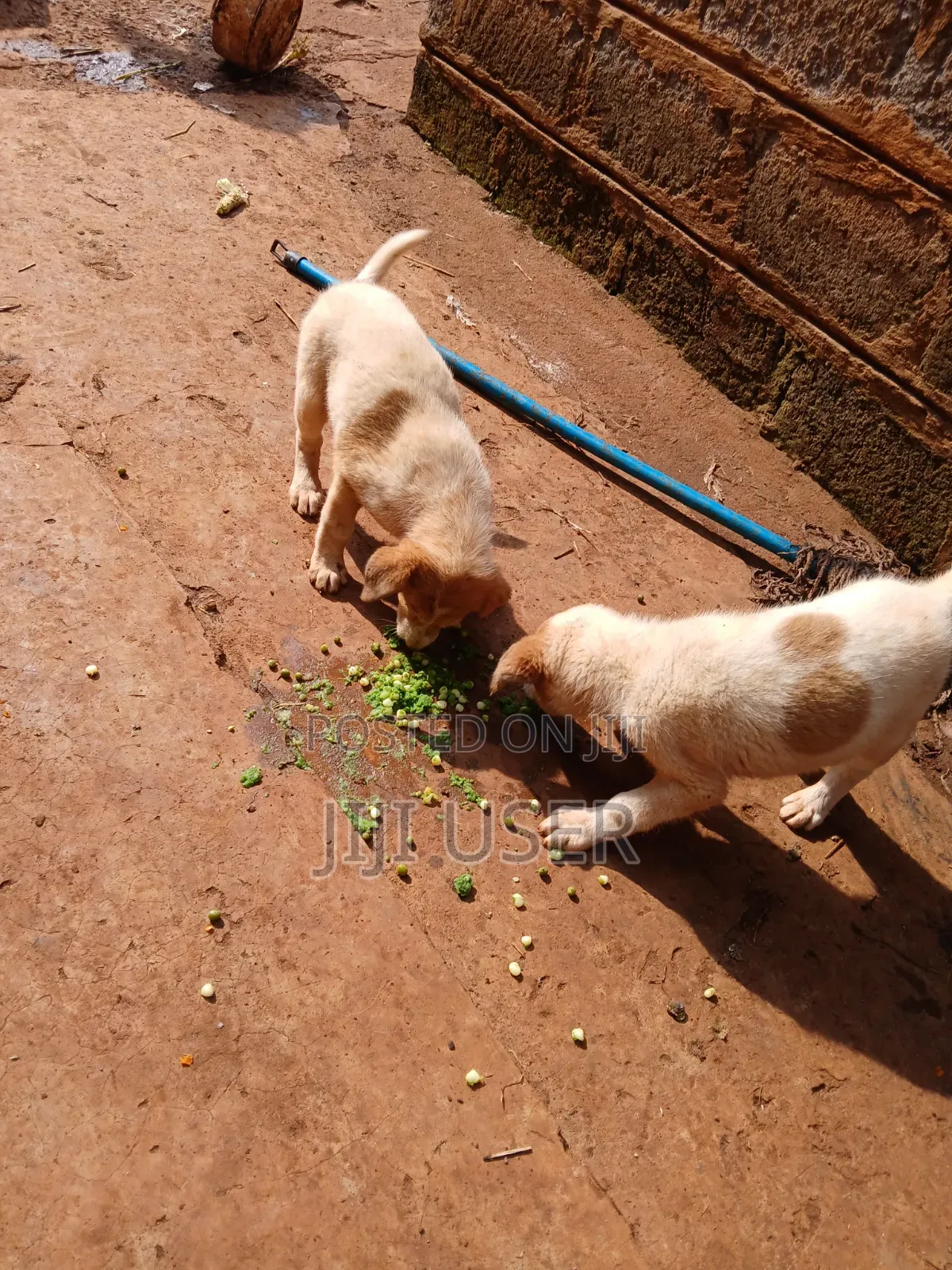 1-3 months Female Mixed Breed Mongrel (No Breed)