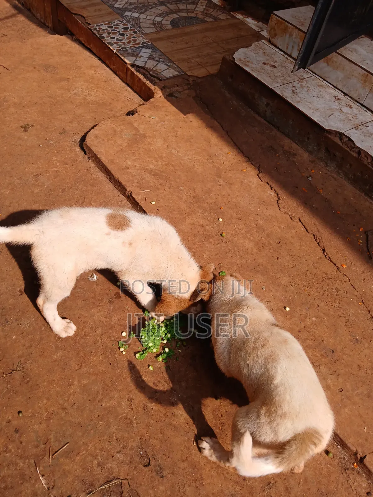 1-3 months Female Mixed Breed Mongrel (No Breed)