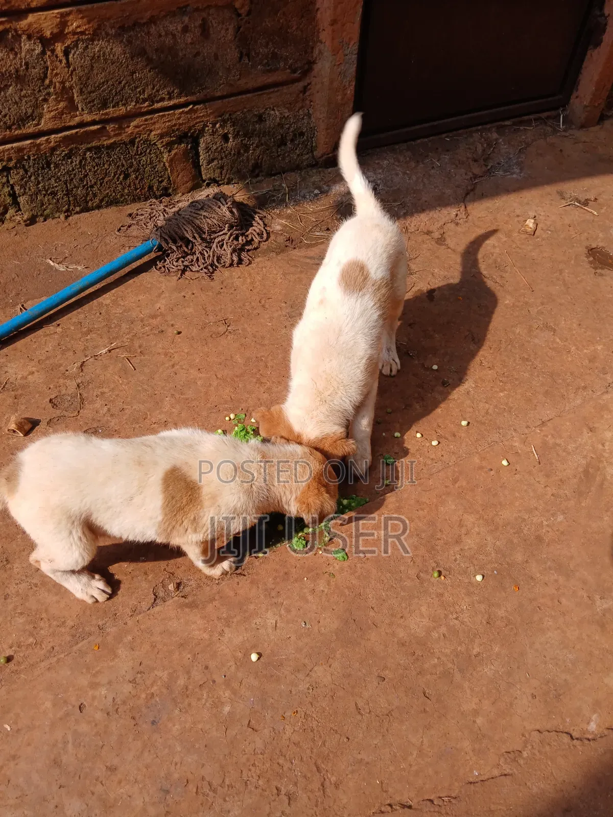 1-3 months Female Mixed Breed Mongrel (No Breed)