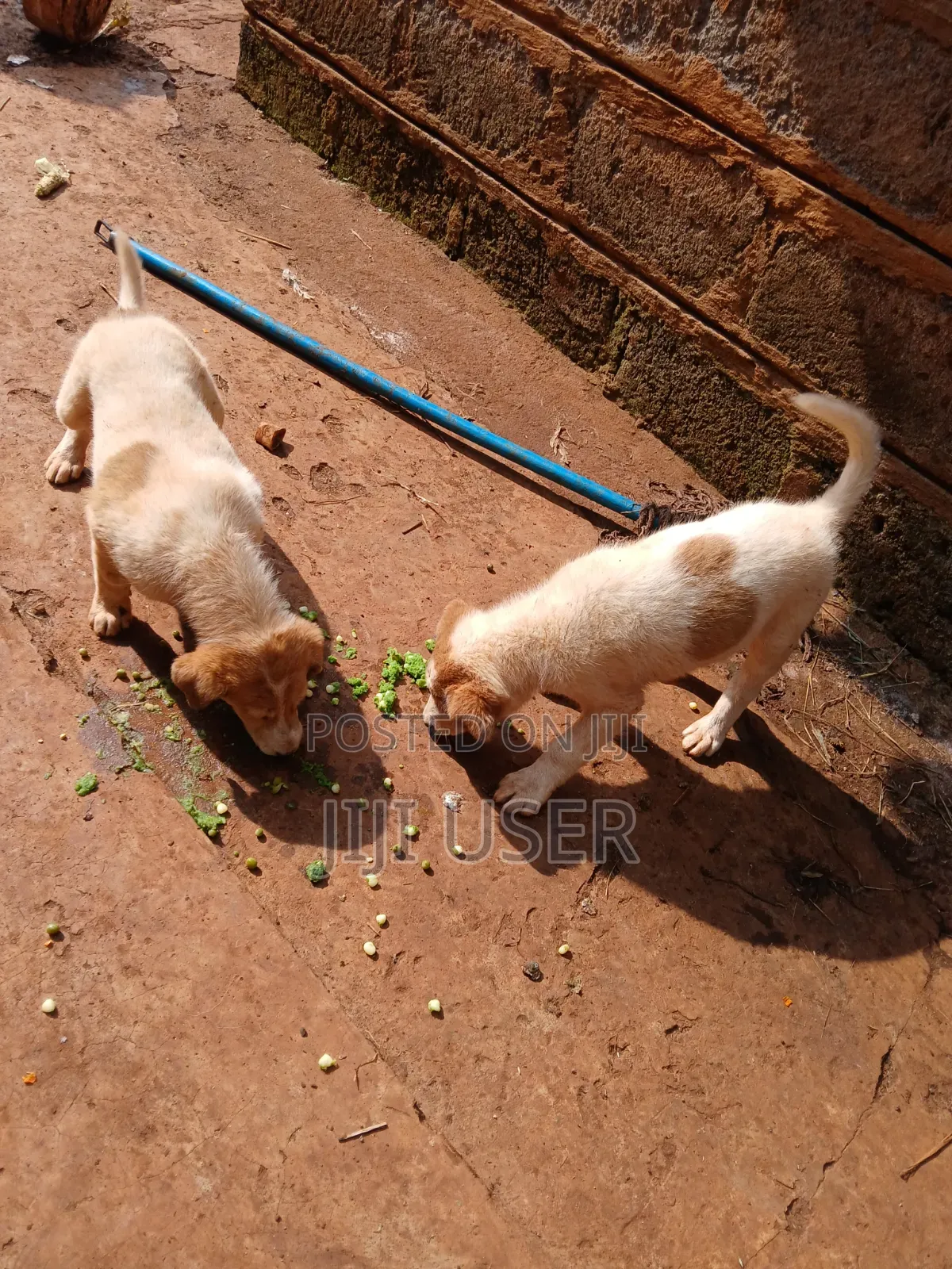 1-3 months Female Mixed Breed Mongrel (No Breed)
