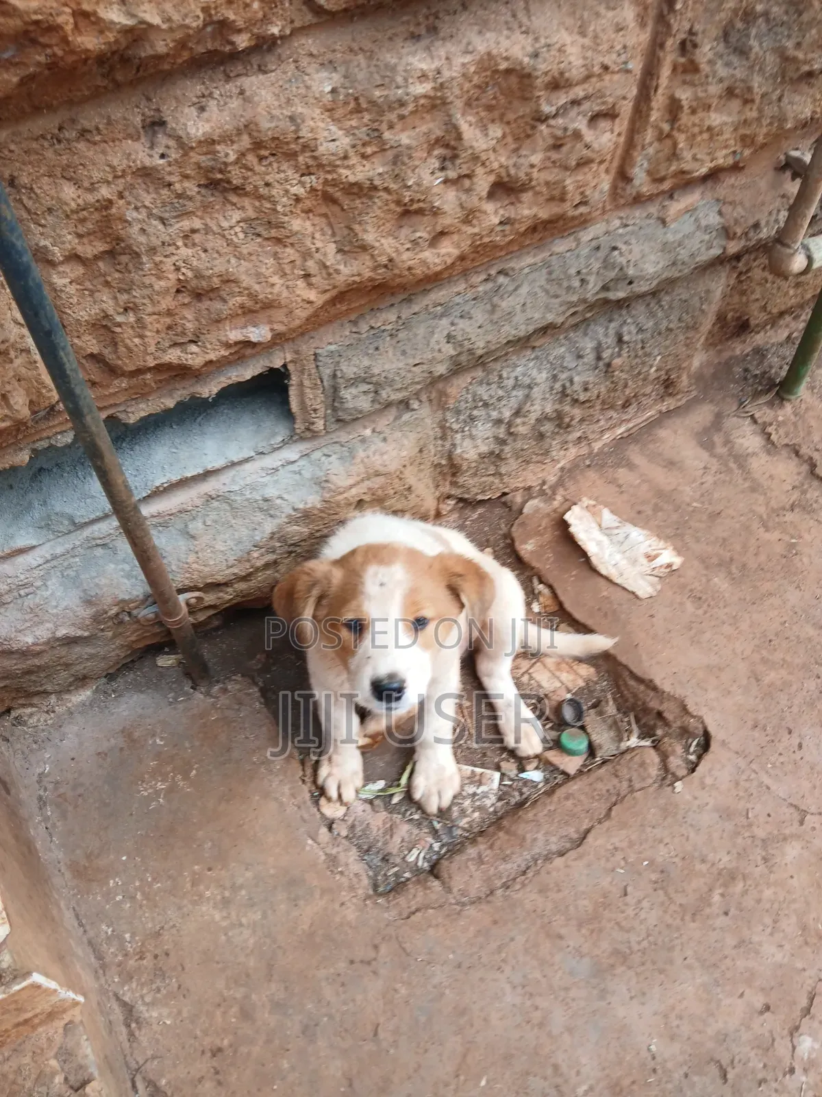 1-3 months Female Mixed Breed Mongrel (No Breed)