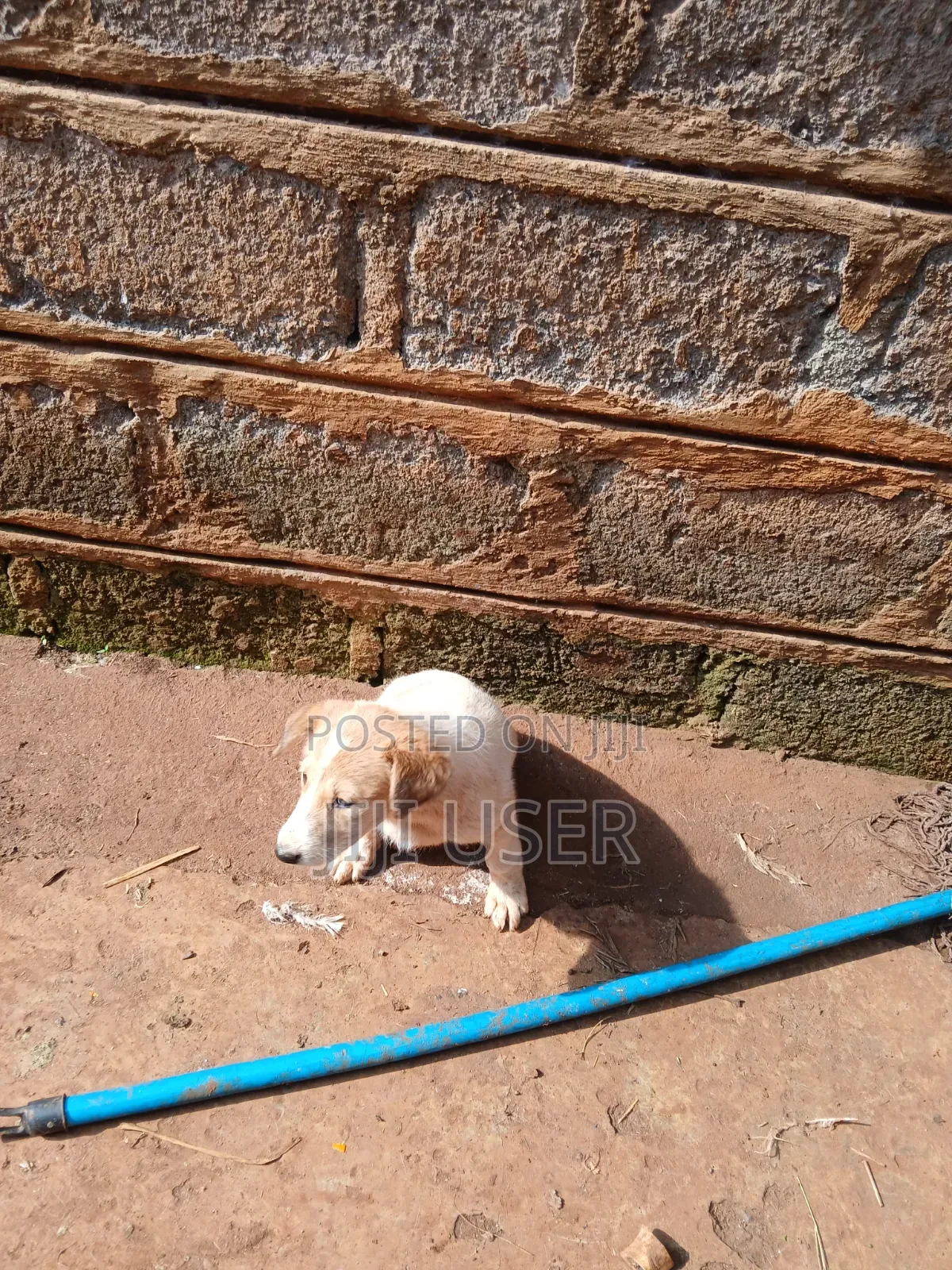1-3 months Female Mixed Breed Mongrel (No Breed)