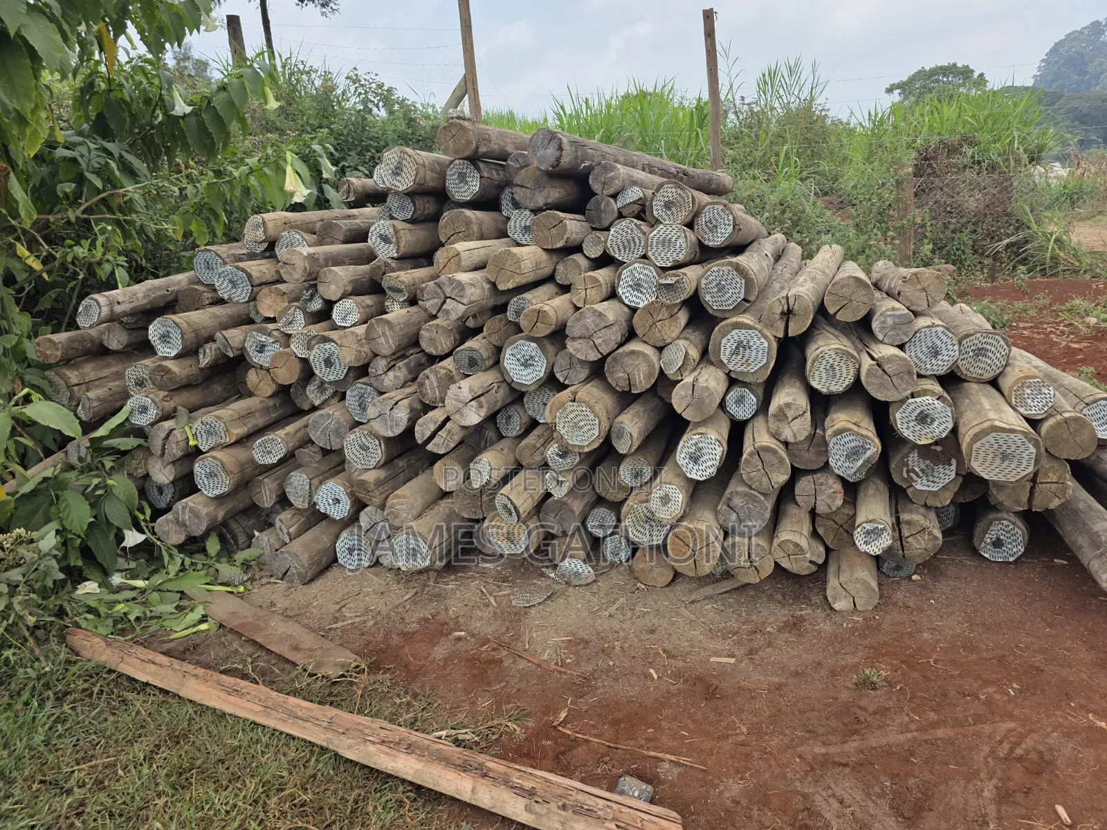 Treated Wooden Poles