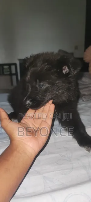 1-3 months Female Mixed Breed German Shepherd