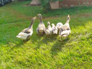 Gosling ( Geese Chicks ) 2 Months