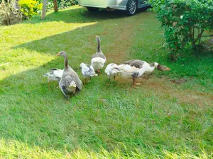 Gosling ( Geese Chicks ) 2 Months