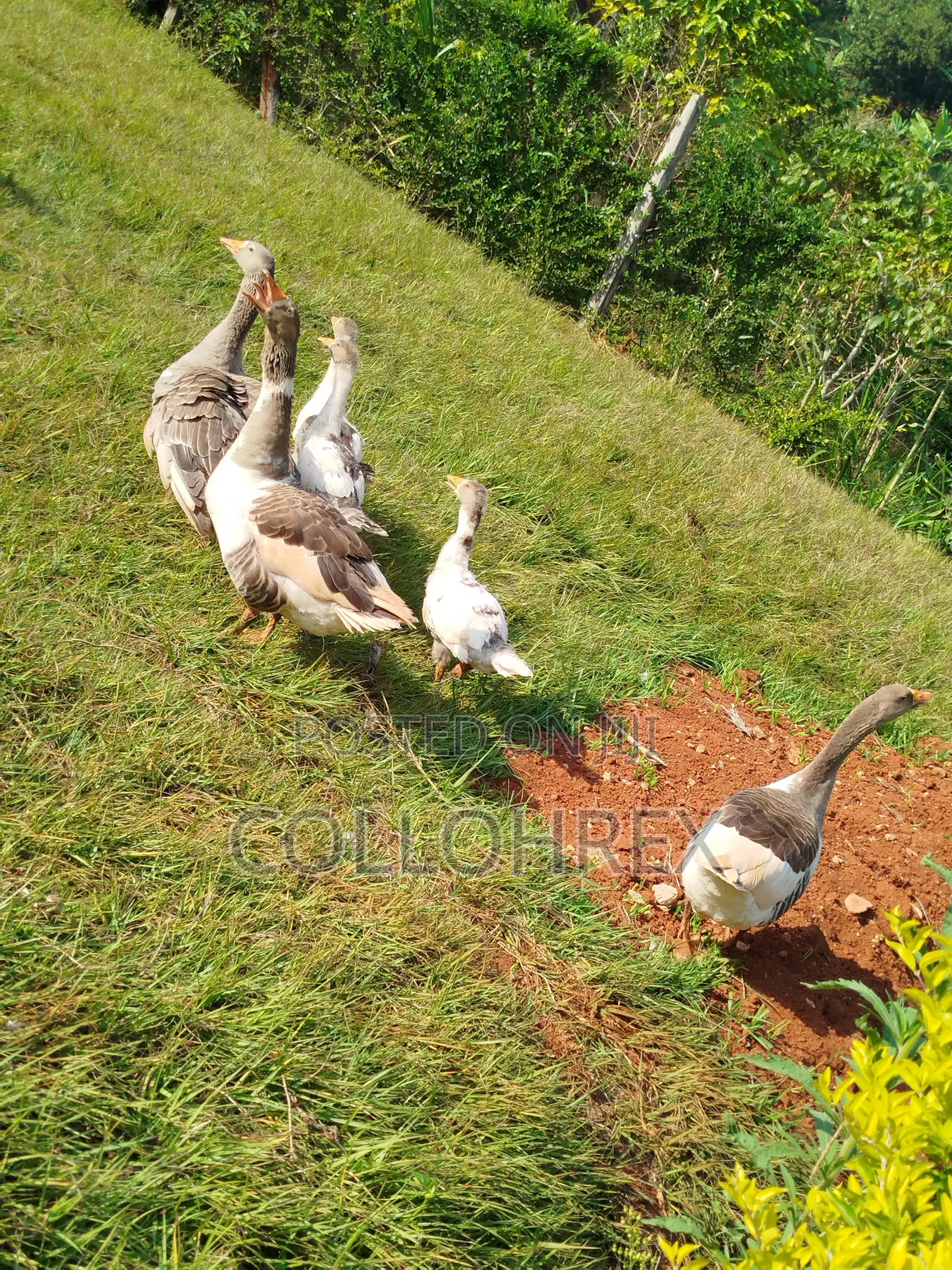 Gosling ( Geese Chicks ) 2 Months