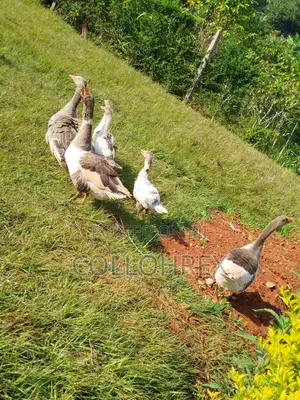 Gosling ( Geese Chicks ) 2 Months