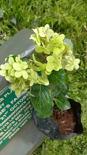 Hydrangea Seedling (Hydrangea Macrophylla) Delicate Ornamental Flowers
