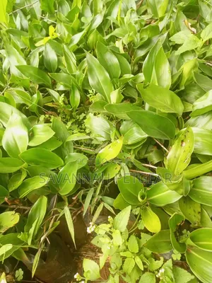 Strelitzia (Bird of Paradise) Seedlings Ornamental Monocot
