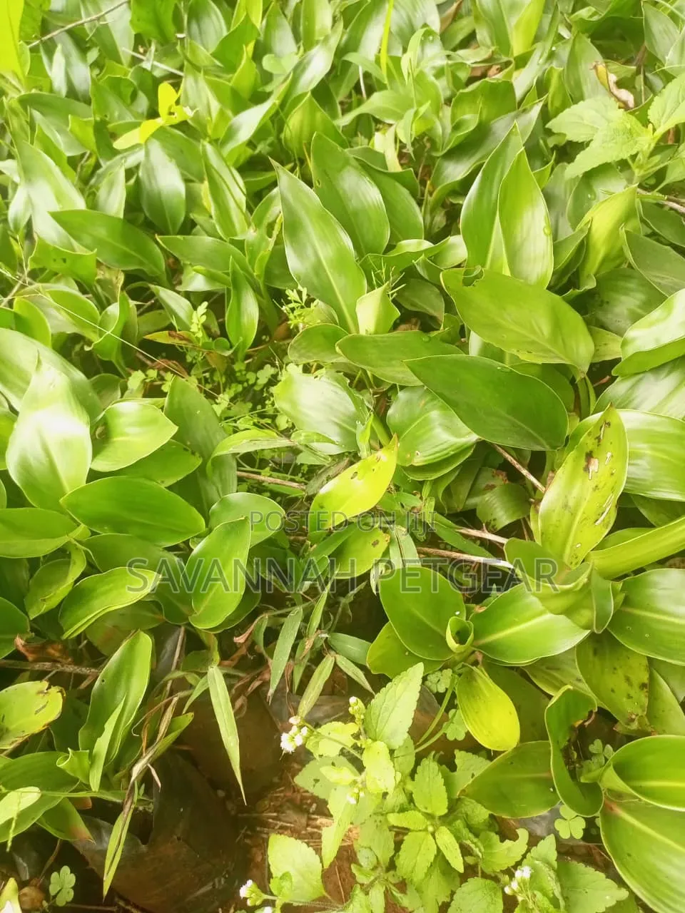 Strelitzia (Bird of Paradise) Seedlings Ornamental Monocot