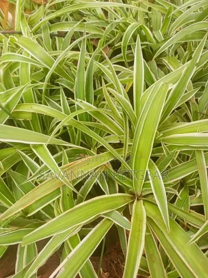 Variegated Spider Plant (Chlorophytum Comosum) Seedlings