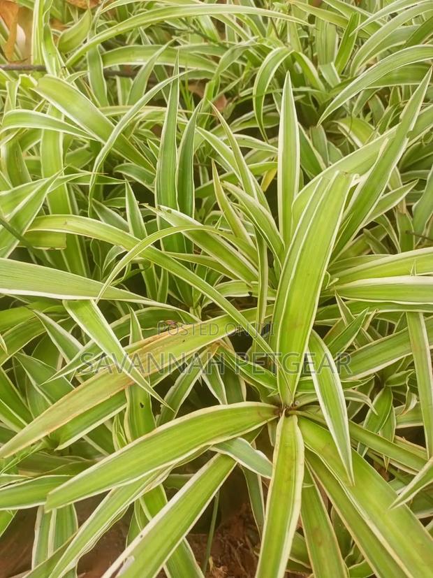 Variegated Spider Plant (Chlorophytum Comosum) Seedlings