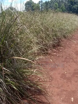 Vetiver Grass (Chrysopogon Zizanioides) Perennial Bunchgrass Splits