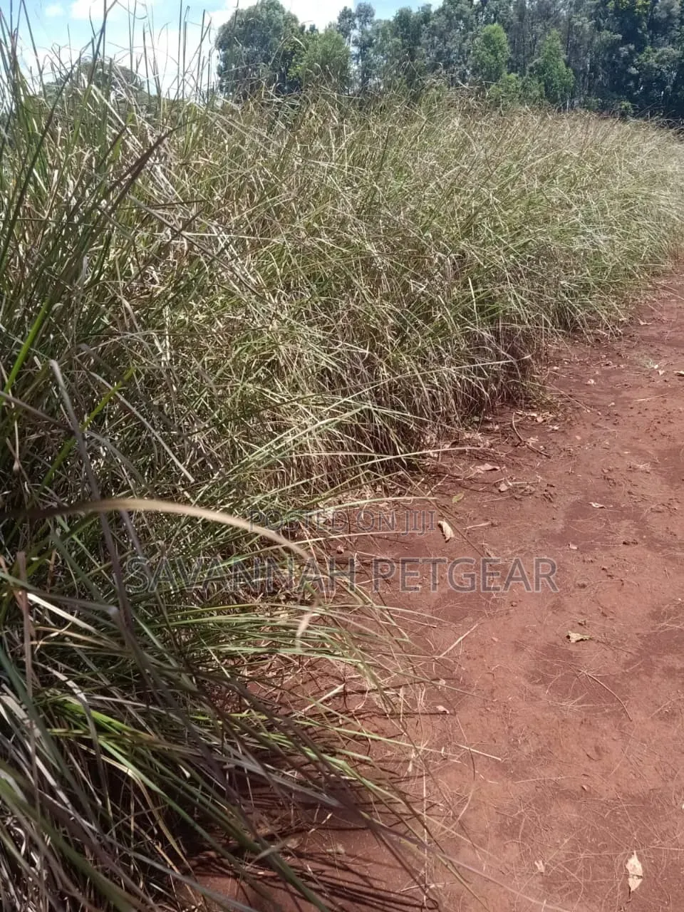 Vetiver Grass (Chrysopogon Zizanioides) Perennial Bunchgrass Splits
