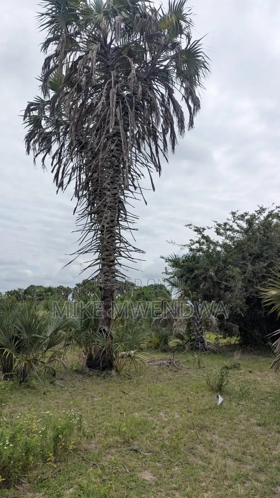 Land and Plots