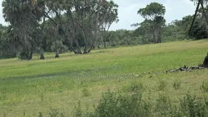 Land and Plots