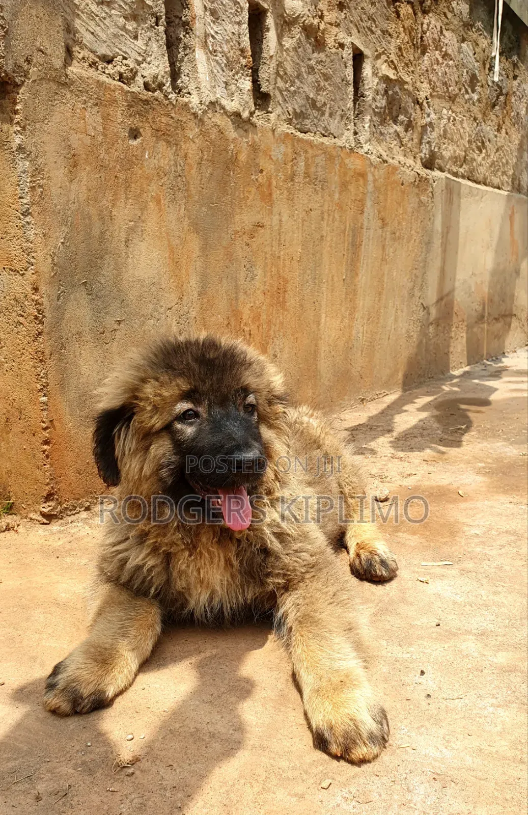 1-3 months Male Purebred Caucasian Shepherd