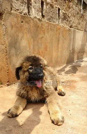 1-3 months Male Purebred Caucasian Shepherd