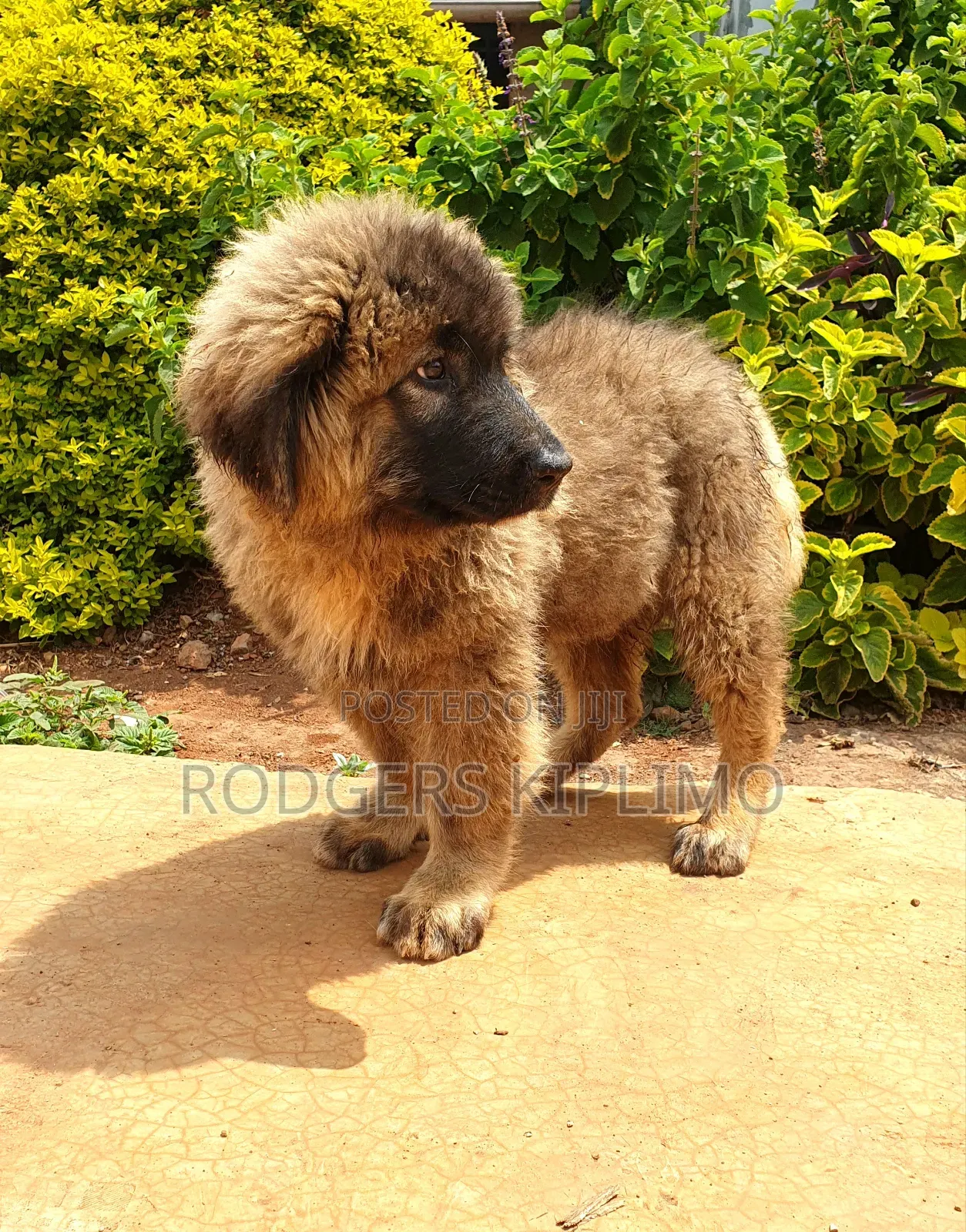 1-3 months Male Purebred Caucasian Shepherd