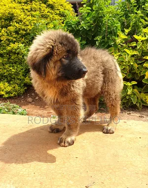 1-3 months Male Purebred Caucasian Shepherd